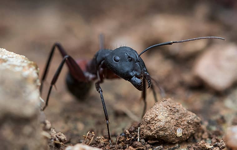 black ant on dirt