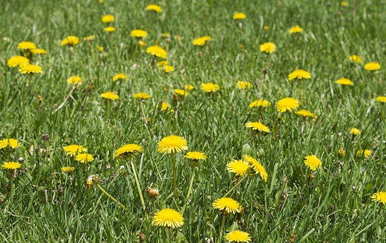 weeds in grass