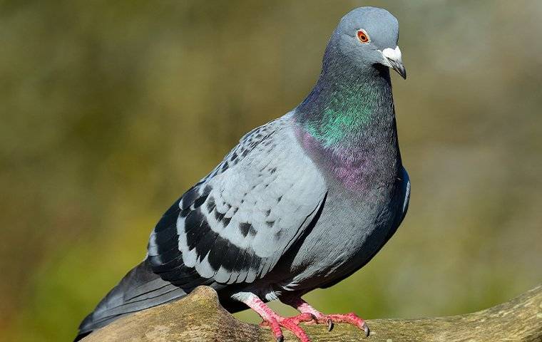 a pigeon perched in a tree