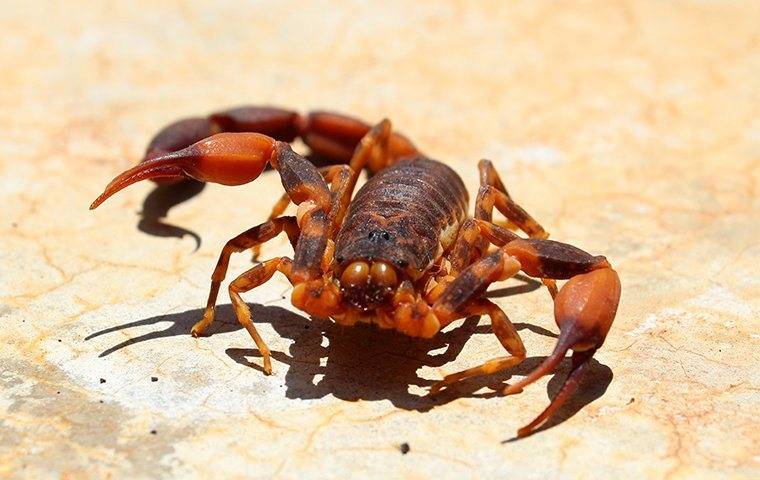 scorpion crawling on rock