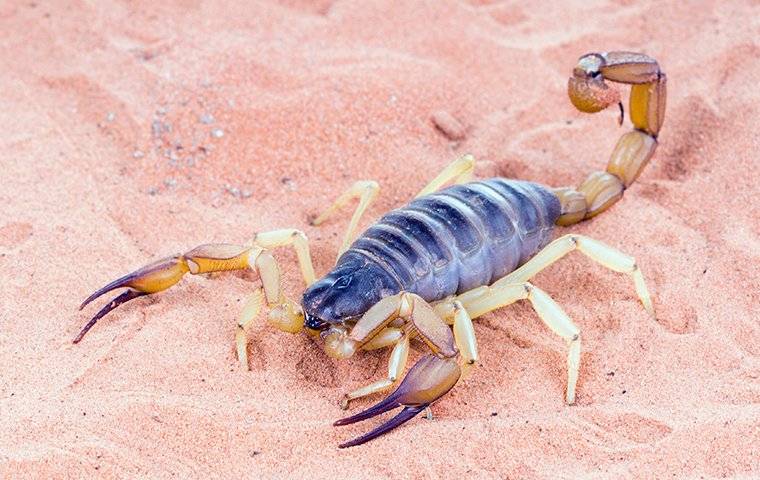 scorpion on sand