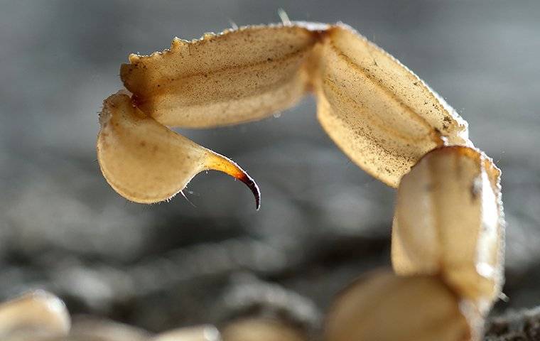 an up close image of a scorpion tail about to sting