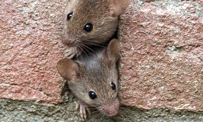 mice in a wall