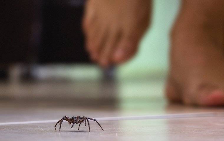 a spider crawling on a kitchen floor