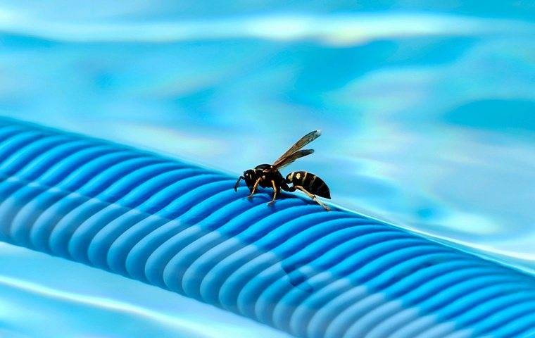 stinging insect crawling on side of pool