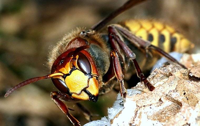 a wasp crawling on her nest