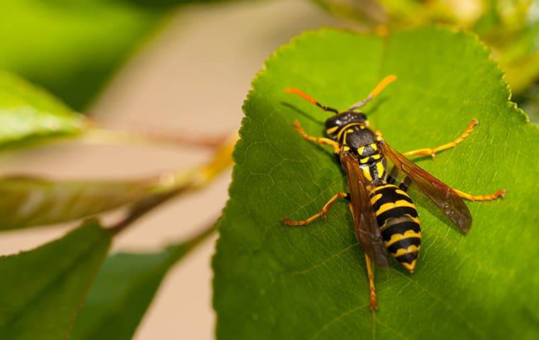 a wasp crawling on a green leaf in a garden