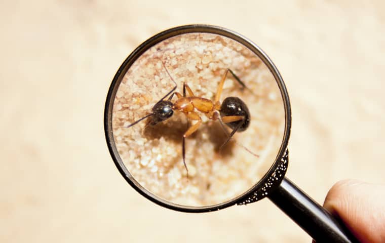 magnifying glass held over and zooming in on a ant