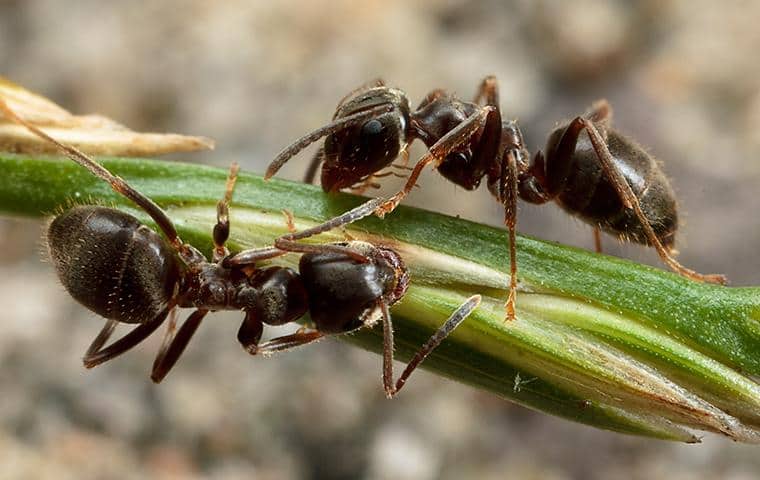 two ants on a green stalk of vegetation outside a home in manteca california