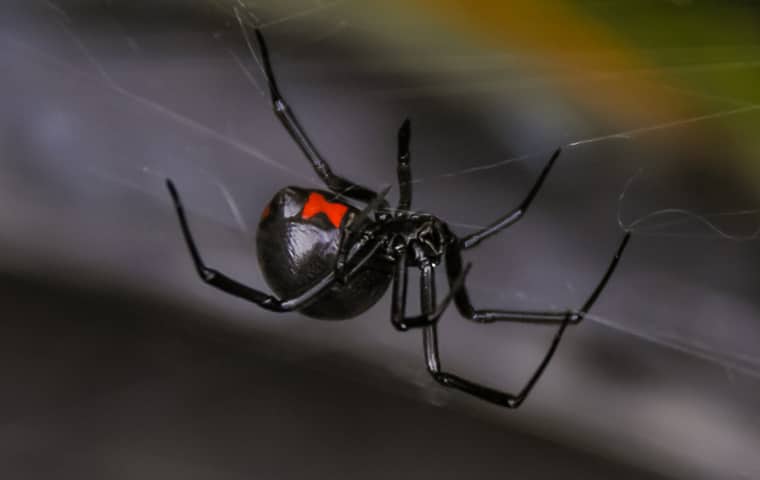 adult black widow spider in its web 