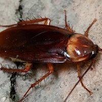 american cockroach crawling on home foundation