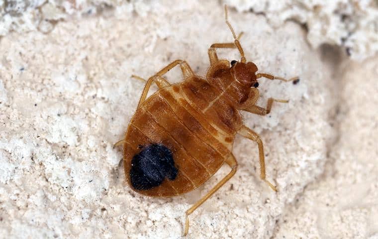 bed bug on ground in greater sacramento