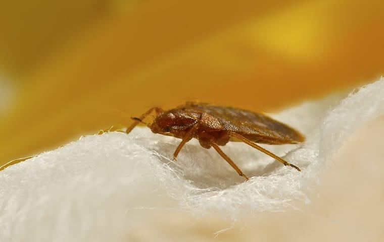 why you need professionals to remove bed bugs