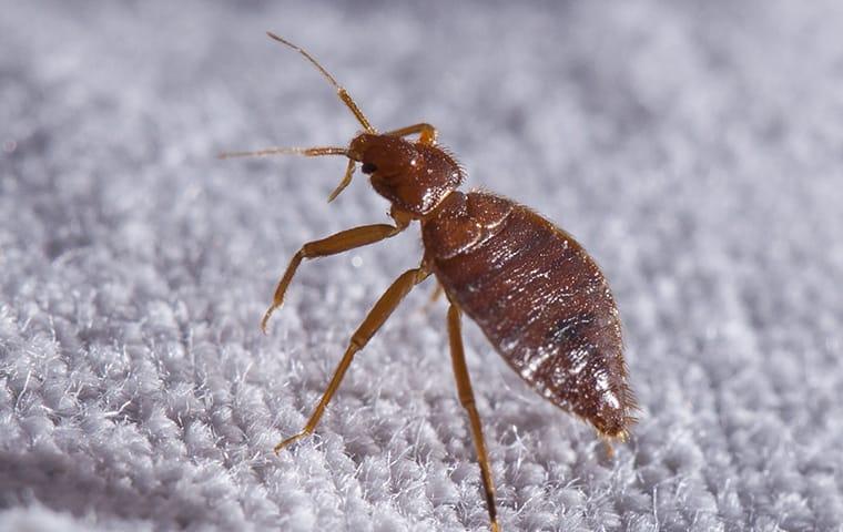 Beat Bed Bug Infestations At First Sight a bed bug crawling through out the linens of a medoest california home