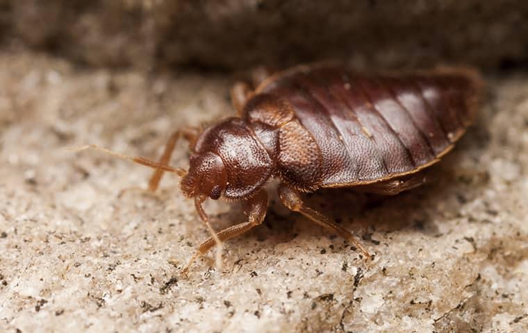 a fully grown adult bed bug crawling along a residential california floor