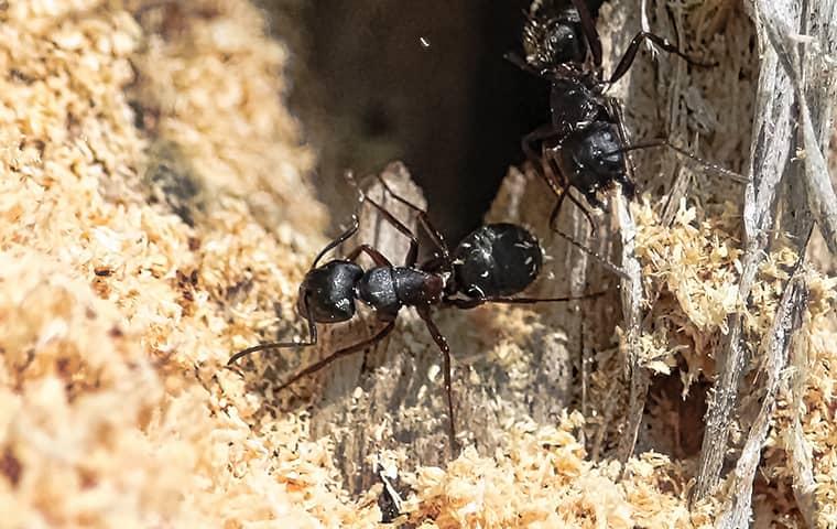 carpenter ants surrounded by their shredded wood resedence