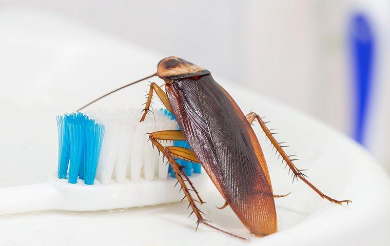 cockroach crawling on toothbrush