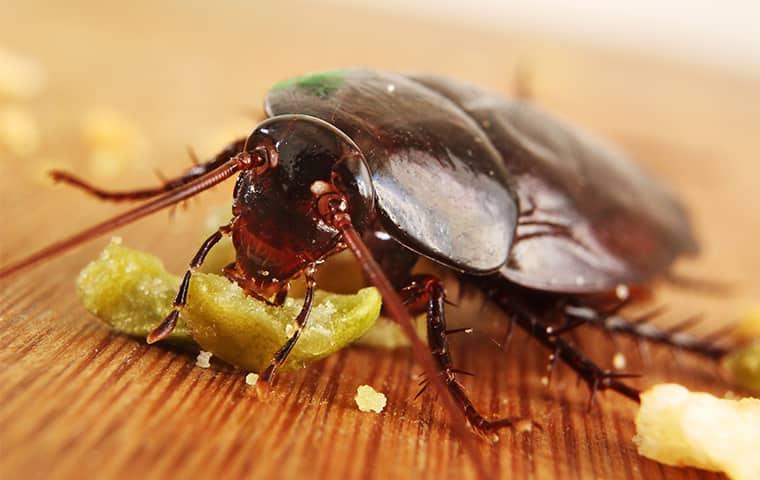 ful grown cockroach eating large portions of food on a California kitchen countertop