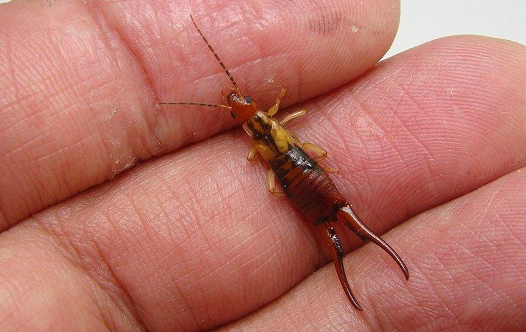 an earwig on a persons hand