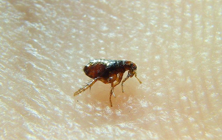 a flea landing on human skin