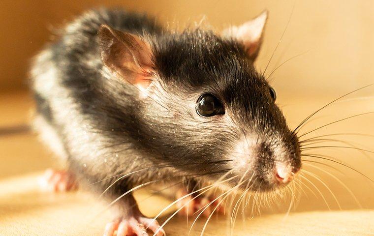 a norway rat crawling on a livingroom floor