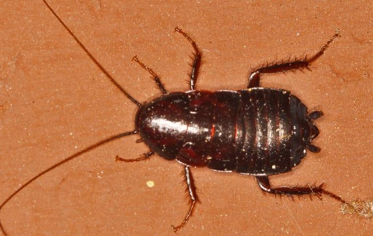 an oriental cockroach infestation inside of a modesto california home