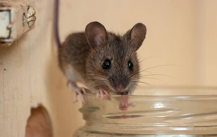 mouse standing on edge of glass cup