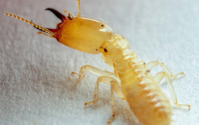 termite crawling on paper