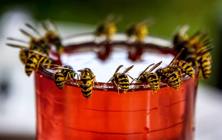 wasps around the rim of a cup