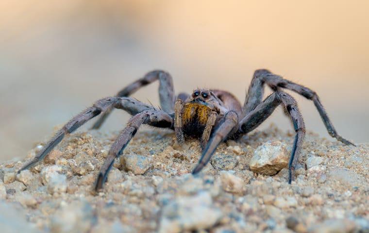 Keep Away The Dangers Spiders Bring To Your Home a wolf spider crawling along a home in modesto california