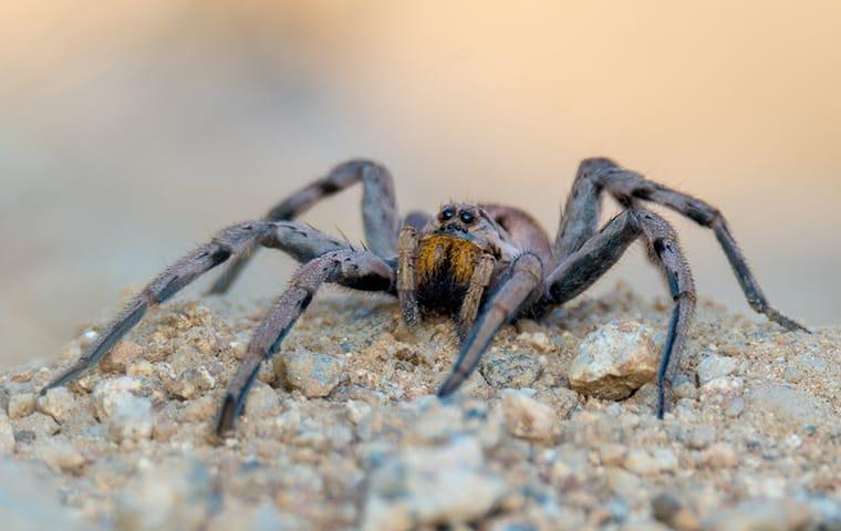 a wolf spider crawling along a home in modesto california