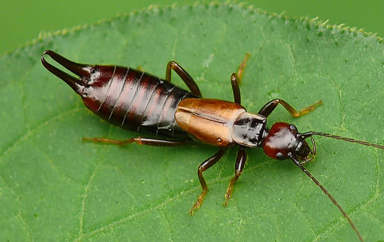 detailed close up of a earwig on a green leaf