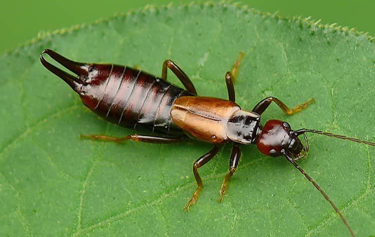 The Odd Looking Earwig Is Not As Dangerous As They Appear detailed close up of a earwig on a green leaf