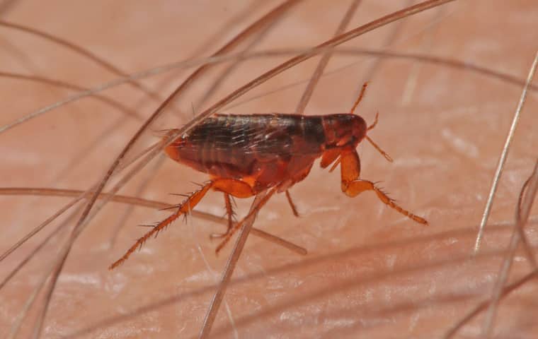 flea crawling through the arm hair of a modesto california resident