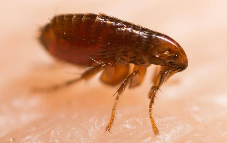 flea resting on the skin of a resident in ripon california