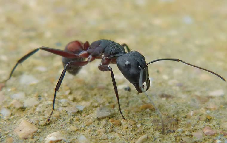 dark red common ant crawling on the dirt driveway of a home in oakdale california