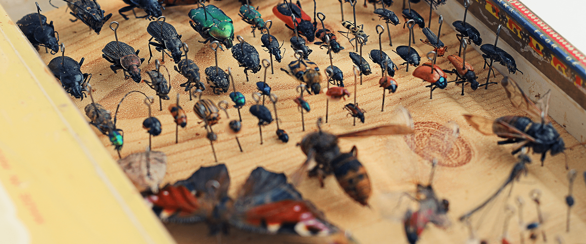 entomology collection of insect iq with insects in display case on pins