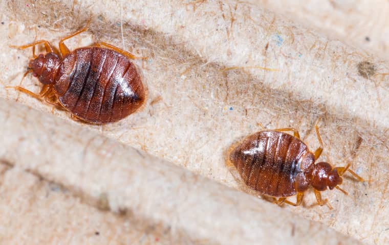 two bed bugs found under the box spring of a bed in lathrop california