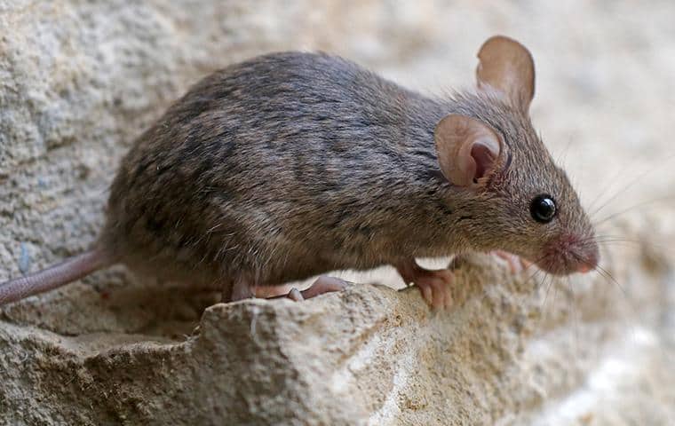 rhouse mouse resting on a basement floor in modesto california