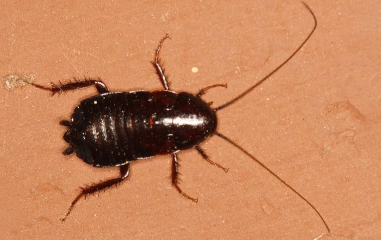 a oreintal cockroach resting on the tan tile floor of a home in oakdale