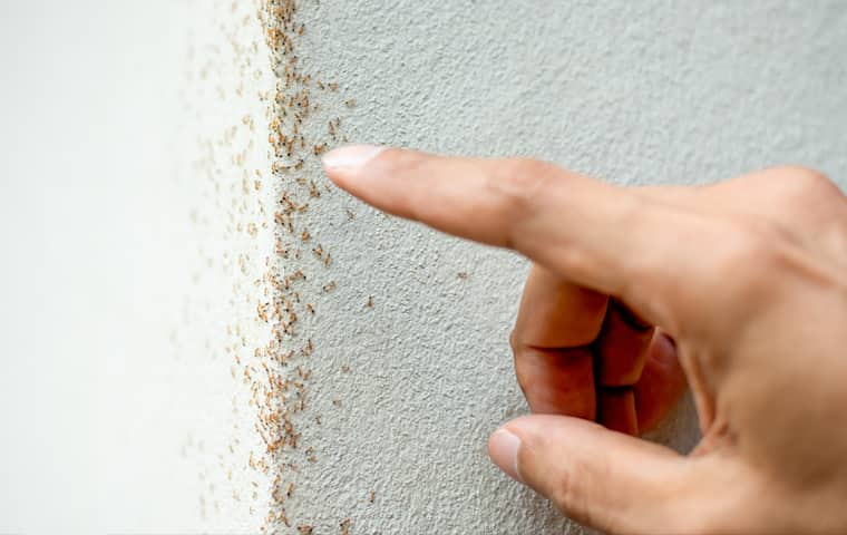 service technician pointing out a patch of tiny ants 