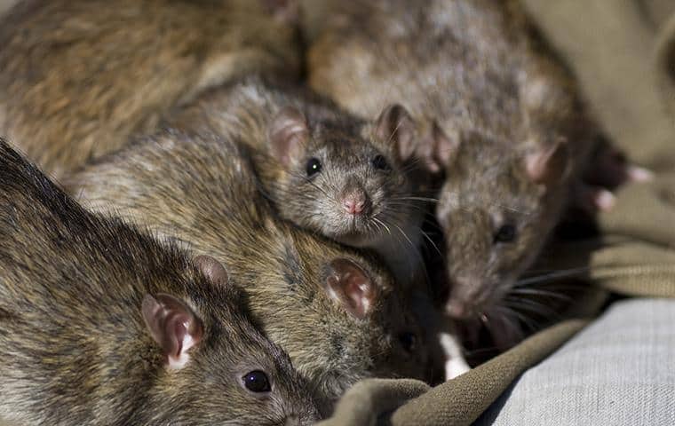 a group of five rats discovered feeding on pantry items