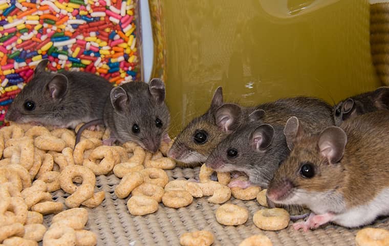 group of six small mice in a pantry drawer eating cereal 