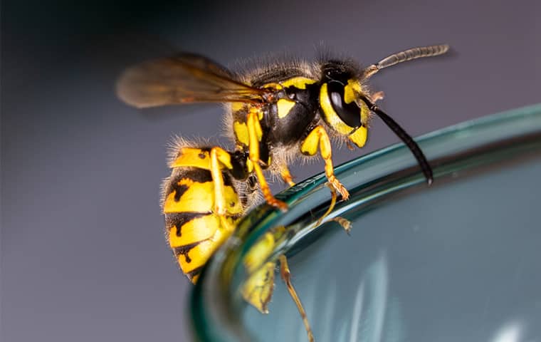 Learn More About The Wasps Found In CA