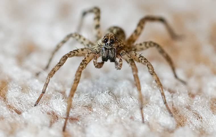 a wolf spider about to jump from a carpeted basement floor in manteca