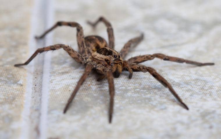 wolf spider crawling on a tile bathroom floor in ceres california