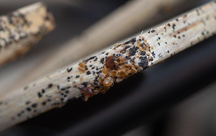 bed bugs on a dirty board