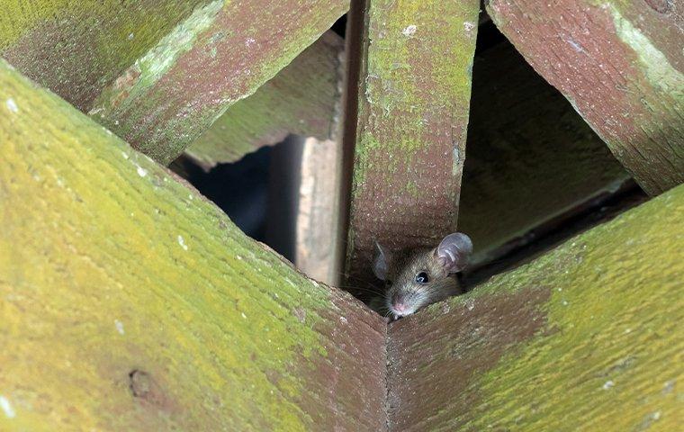 a rat in an attic