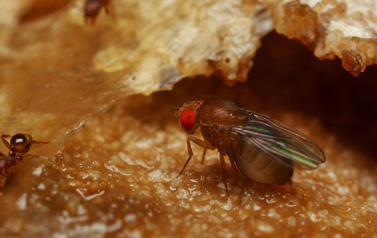 a fruit fly on food
