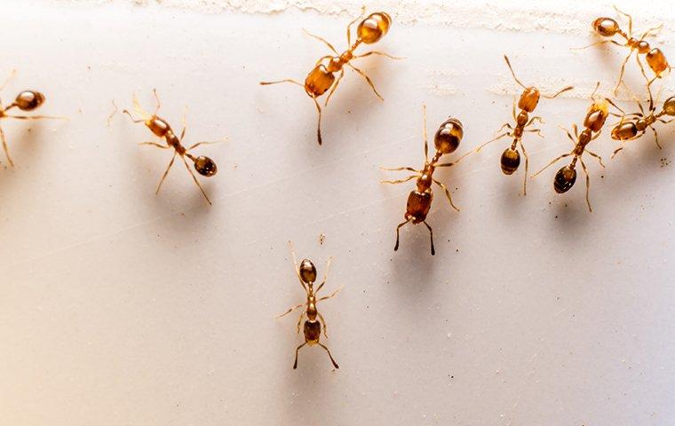 ant infestation in the house